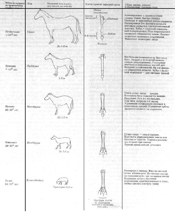 Схема эволюционного развития лошади в кайнозое